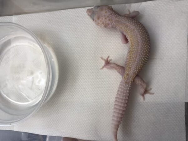 Dreamsicle (Dreamsickle) Leopard Gecko #0019 - Nature Box Pet Emporium