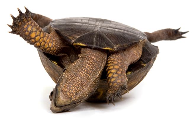 turtle islated