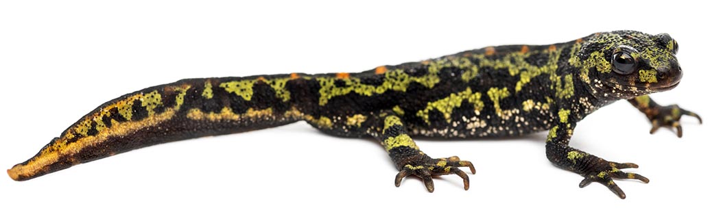 Black and Green Salamander