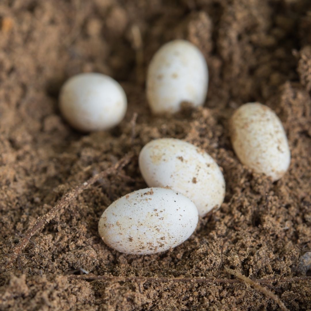 Chameleon eggs in sand