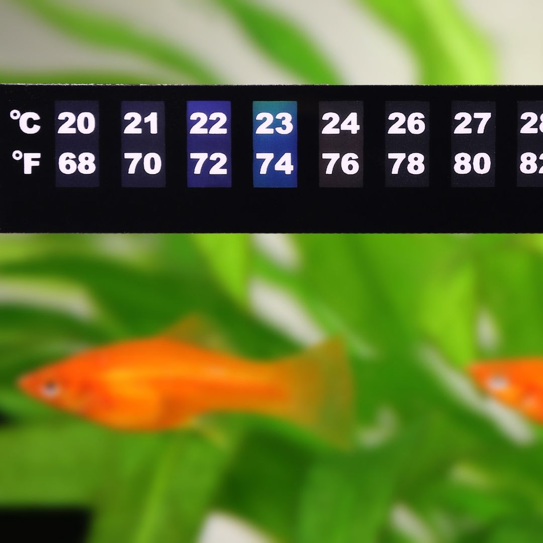 An analog thermometer in a fish tank