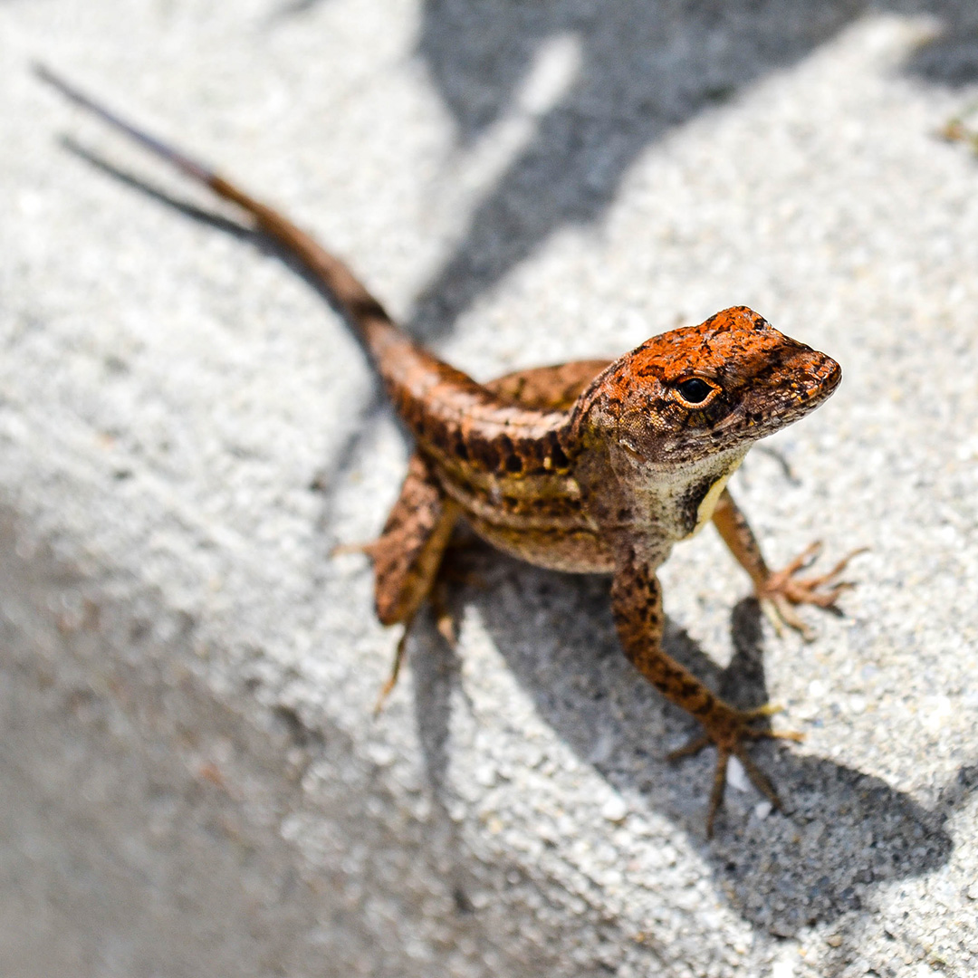 A wild lizard on a sidewalk