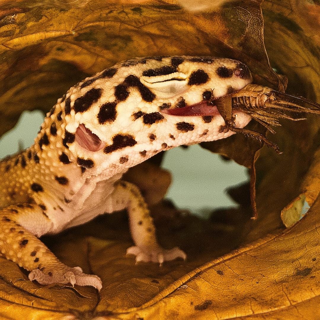 A gecko eating a cricket