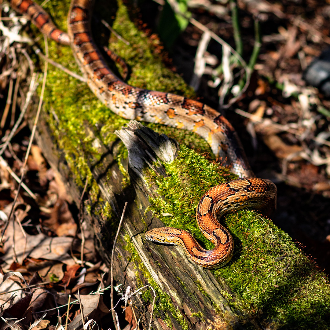 A wild corn snake