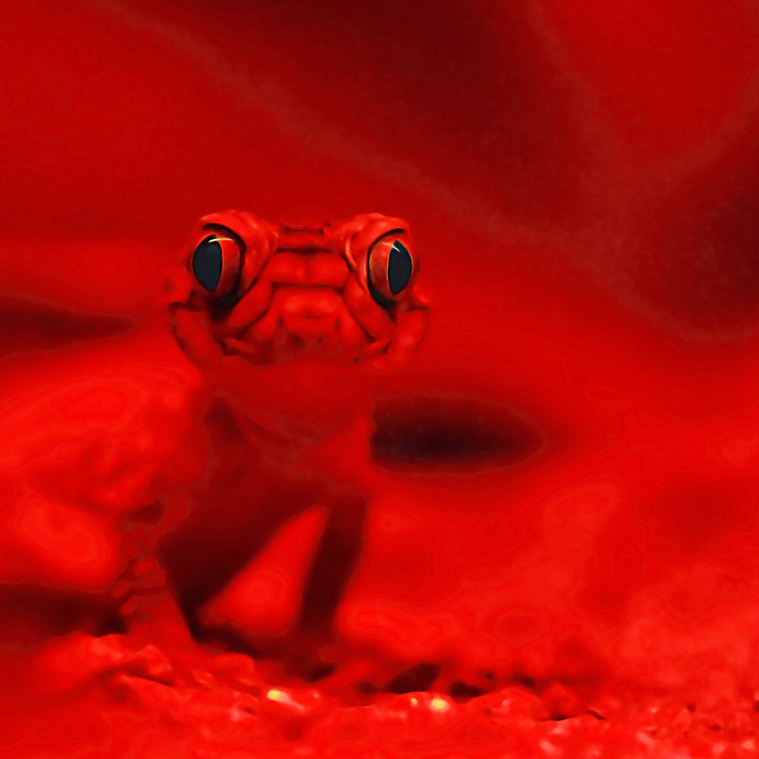 A gecko in red heat lamp light