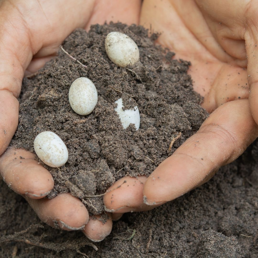 A person holding chameleon eggs in a handful of sand