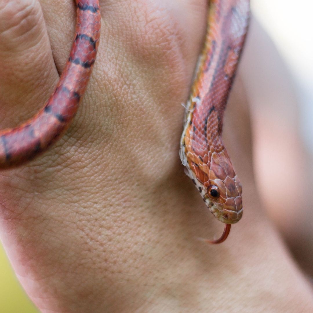 A corn snake being held by a person