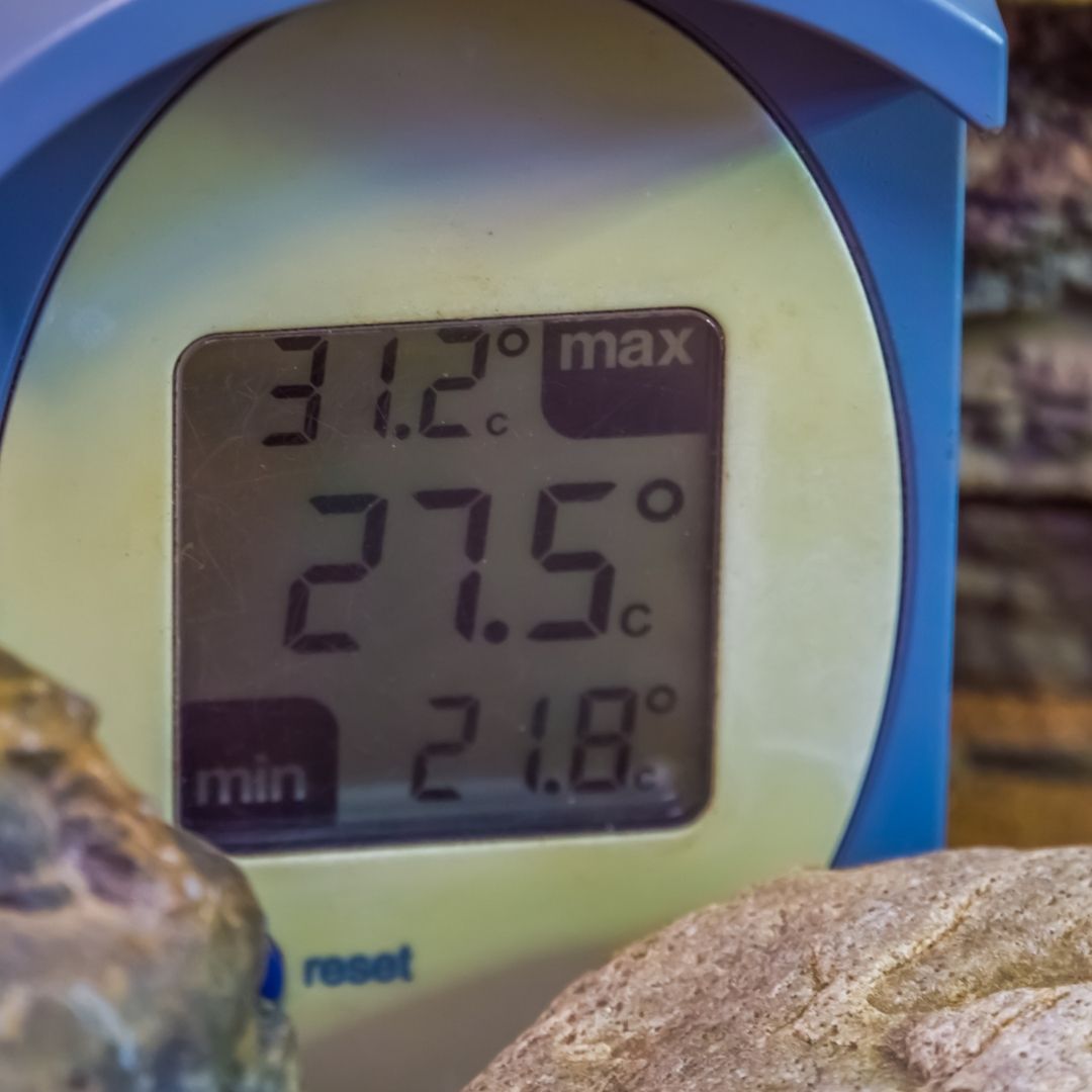 A min-max thermometer in a terrarium