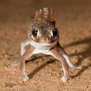 knob tailed gecko brown