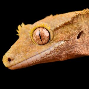 crested gecko orange