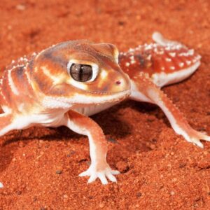 knob tailed gecko red