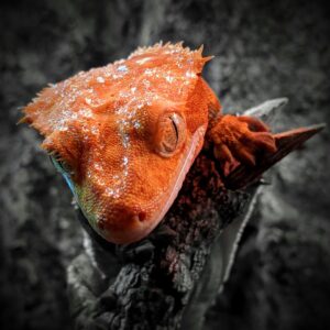 crested gecko red