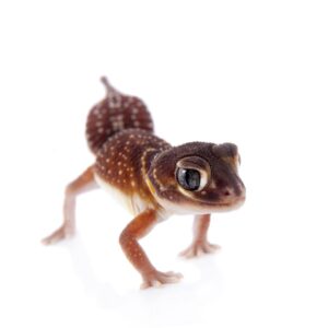 knob tailed gecko maroon