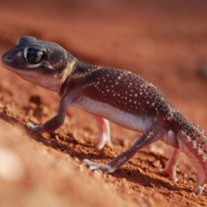 knob tailed gecko maroon with spots