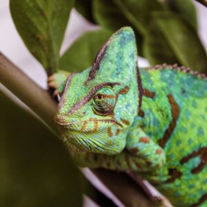 chameleon