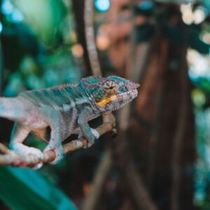chameleon