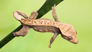 crested gecko tan