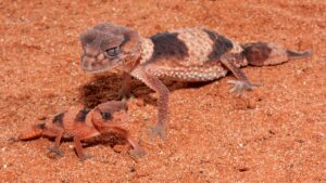 small and large knob tailed geckos